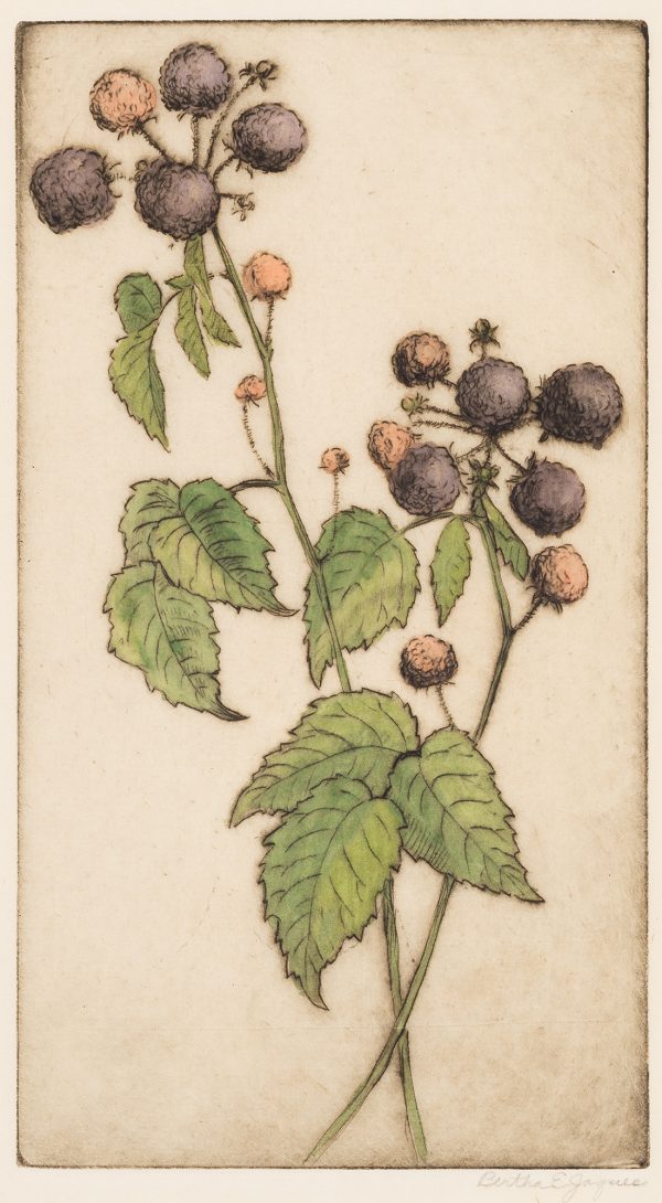 Two branches of leaves and raspberries at the top.
