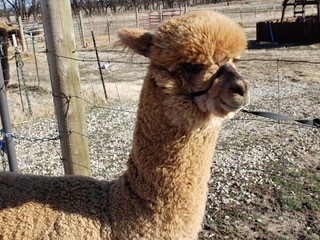 Photo of a light-colored alpaca